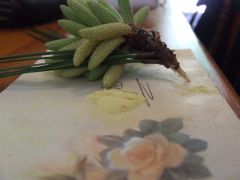 Pinus radiata pollen with male flowering parts