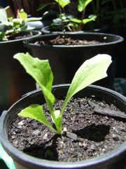 Nicotiana cavicola seedling