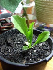 Nicotiana cavicola seedling