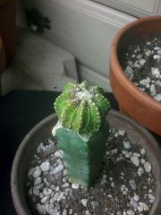 Aztekium riterii graft