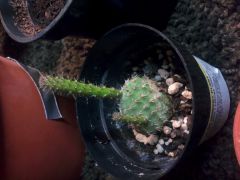 opuntia (unknown species)