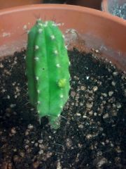 bridgesii graft pupping