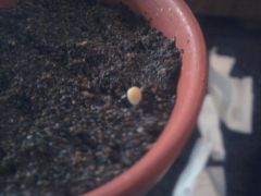 weird loph seedling