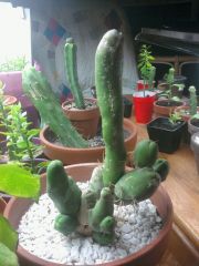 Penis plant