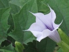 Datura tatula V. inermis 1