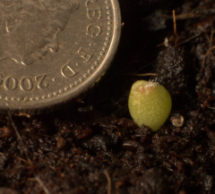 Lophophora Williamsii Seedling