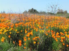 Eschscholzia californica