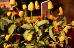 More information about "Toothache Plant (spilanthes)"