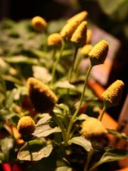 More information about "none"