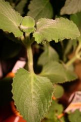 More information about "Plecranthus Amboicus.JPG"