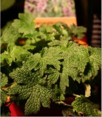 More information about "Motherwart"