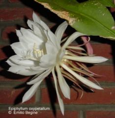 Epiphyllum oxypetallum