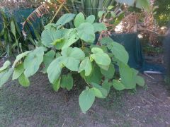 piper auritum