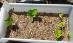 baobob achiote annato