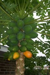 Papaya ripe