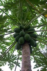 Papaya closeup 4