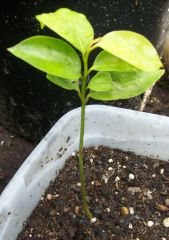 unknown... cherymoya or sapote ?
