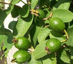 guava