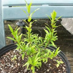 goji berry