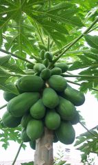 papaya 3