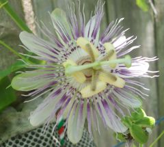 passionflower incarnata Vine 2