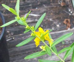 Sun opener flower 2