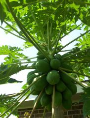 papaya fruit