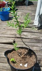 Sun opener Heimia salicifolia Sinicuichi
