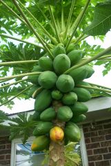 papaya 2