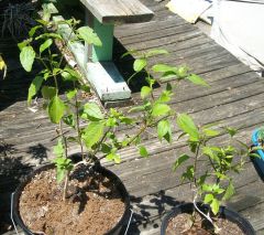 Calea zacatechichi - dream herb - ternifolia