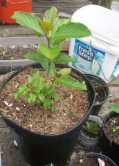 Kratom Korth