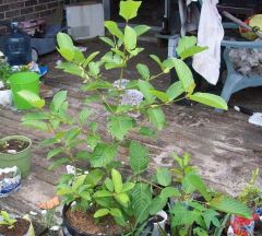 kratom korth 3