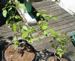 Calea zacatechichi ternifolia