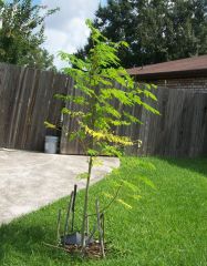 Moringa