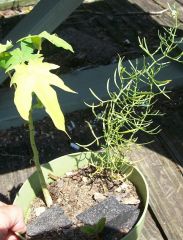 syrian rue