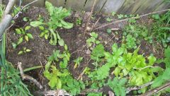 basil, marigold, onoin