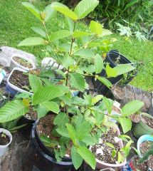 kratom korth 2