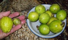 guava