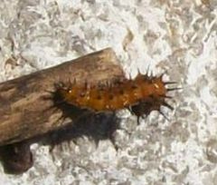 gulf frit caterpillar butterfly
