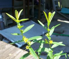 sun opener Heimia salicifolia