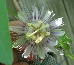 passionflower passiflora incarnata