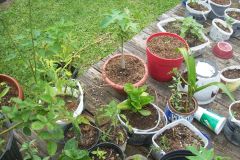 plants
