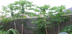 Papaya yard