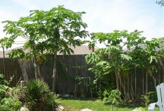 papaya