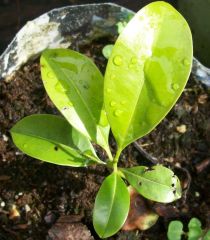 unknown. sapote ?
