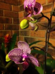 More information about "Orchid"