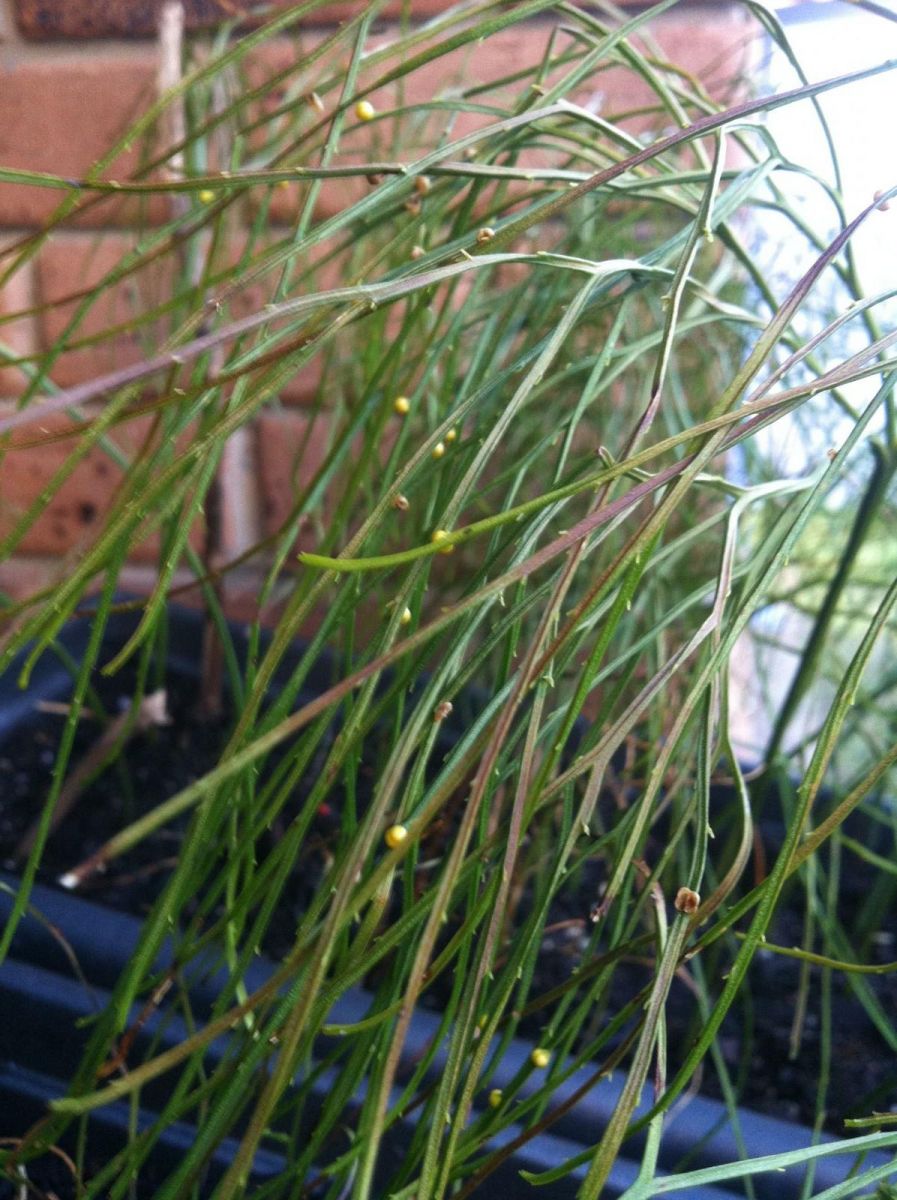 Help Identify this plant!