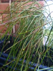 More information about "Help ID a plant."