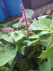 Unknown Salvia in bunnings