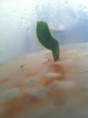 Control contaminated.